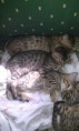 /album/we-still-have-2-available-kittens-visit-us-n-reserve-now-/amazon-3-jpg1/